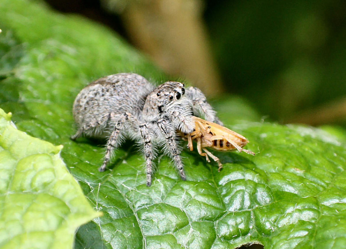 Philaeus chrysops con prede - Lesmo (MB)